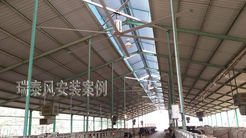 瑞泰風(fēng)工廠車間用大型工業(yè)吊扇，養(yǎng)殖場(chǎng)應(yīng)用案例